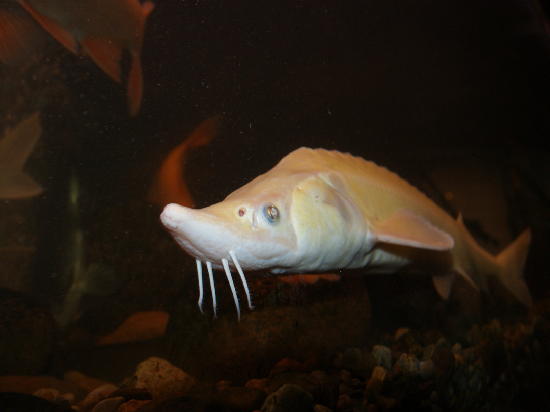 Interactive Fish Museum-Biskupin必去景点