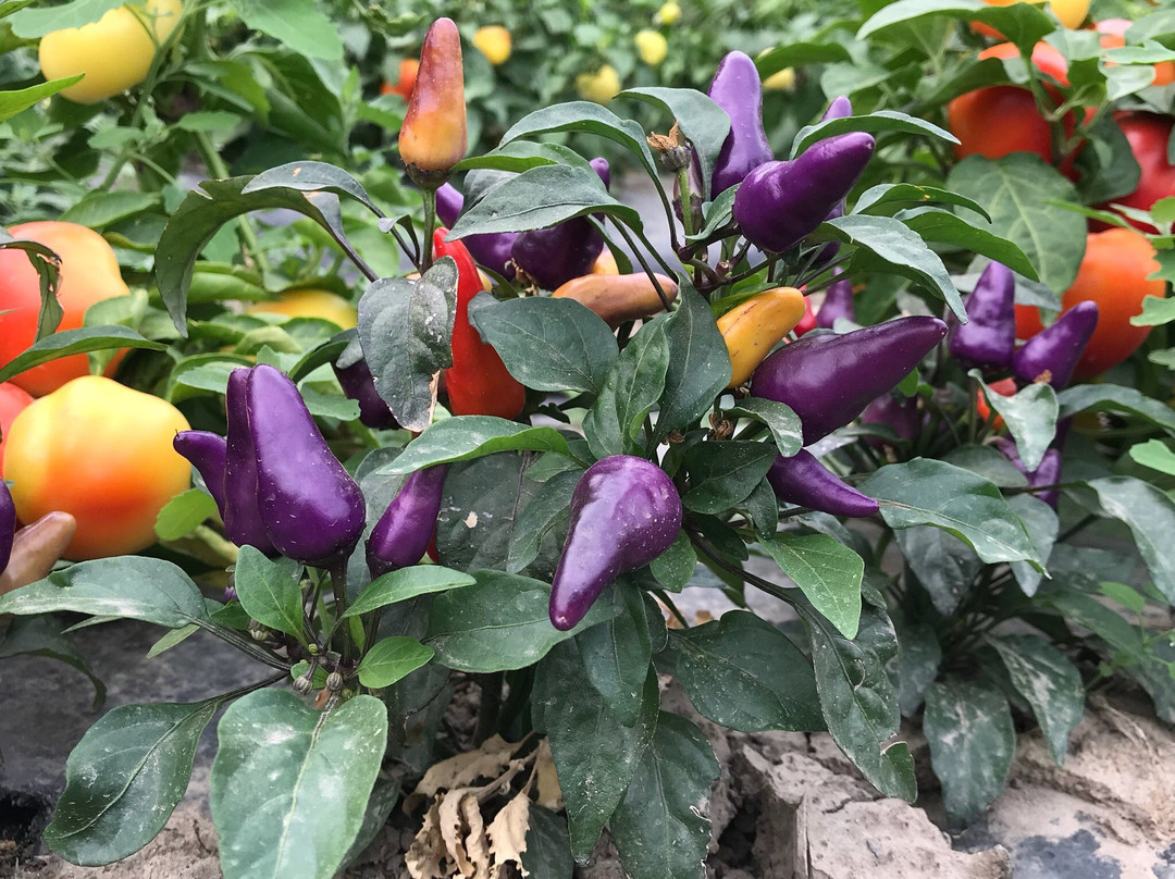 Hillside Orchards U-Pick and Farm-Oliver必去景点