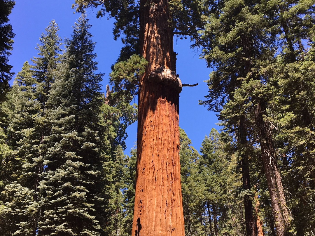 McKinley Tree-Three Rivers必去景点