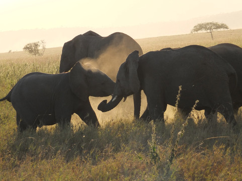 Uprise Africa Explorer-莫西必去景点