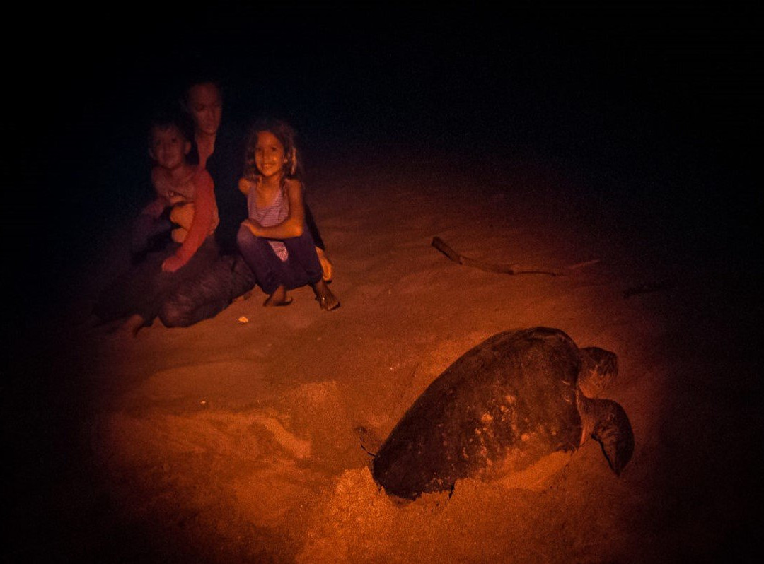 Sealife Experience Turtle Watching-圣塔玛丽亚必去景点
