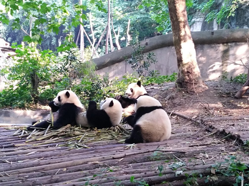 Hold Panda-成都必去景点