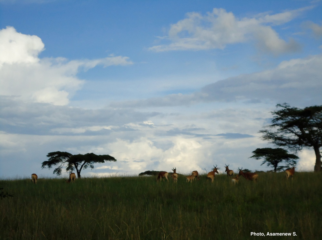 Senkele Swayne's Hartebeest Sanctuary景点图片