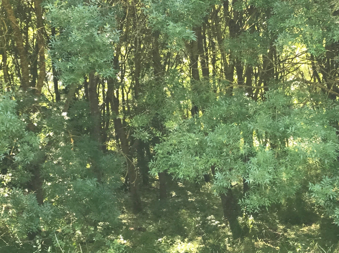 Oasi LIPU Castel di Guido-罗马必去景点