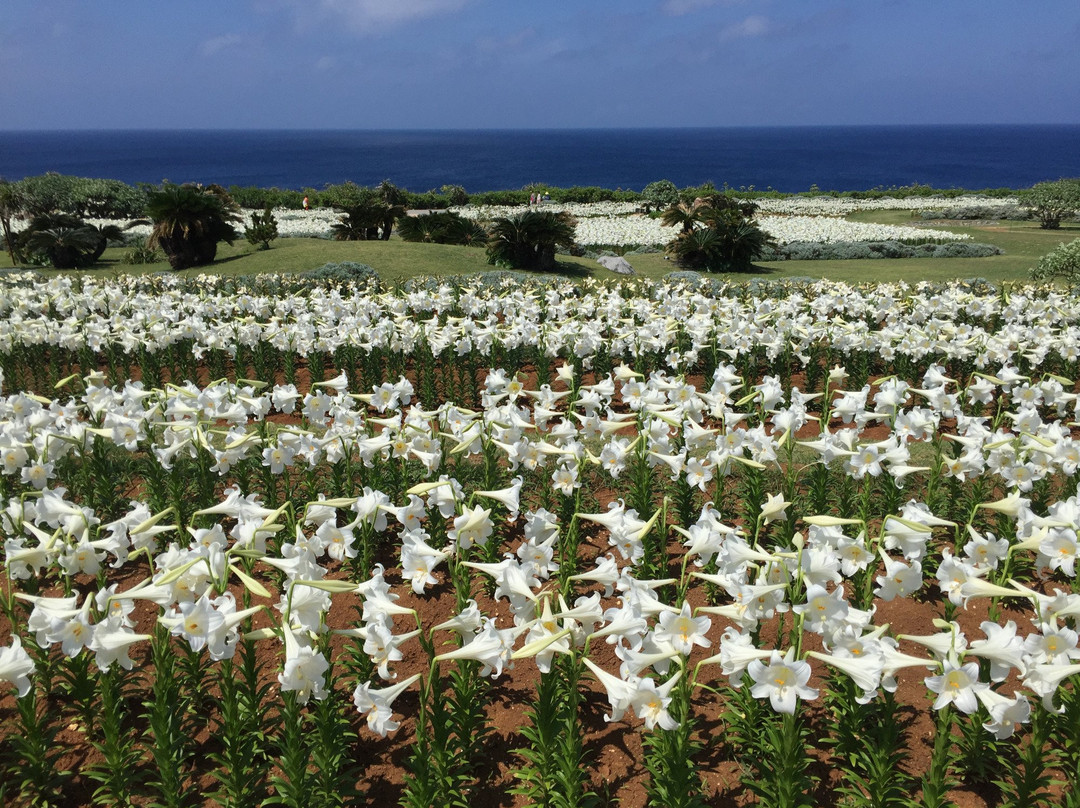 Lily Field Park-伊江村必去景点
