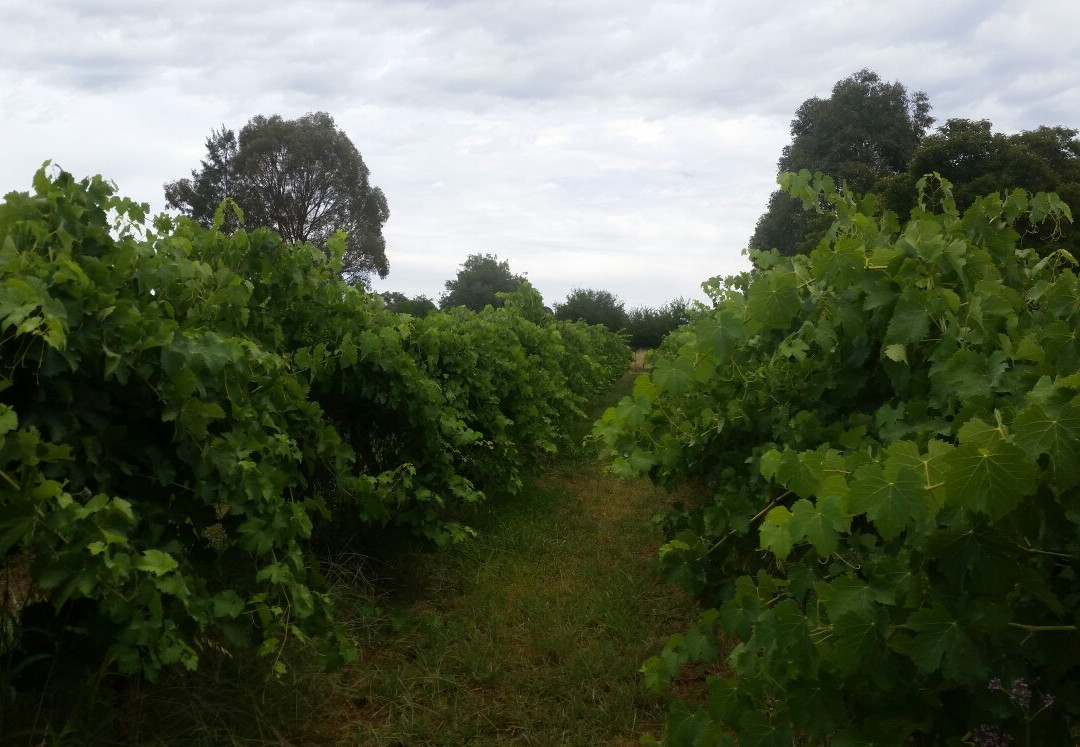 Red Clay Estate-马奇必去景点