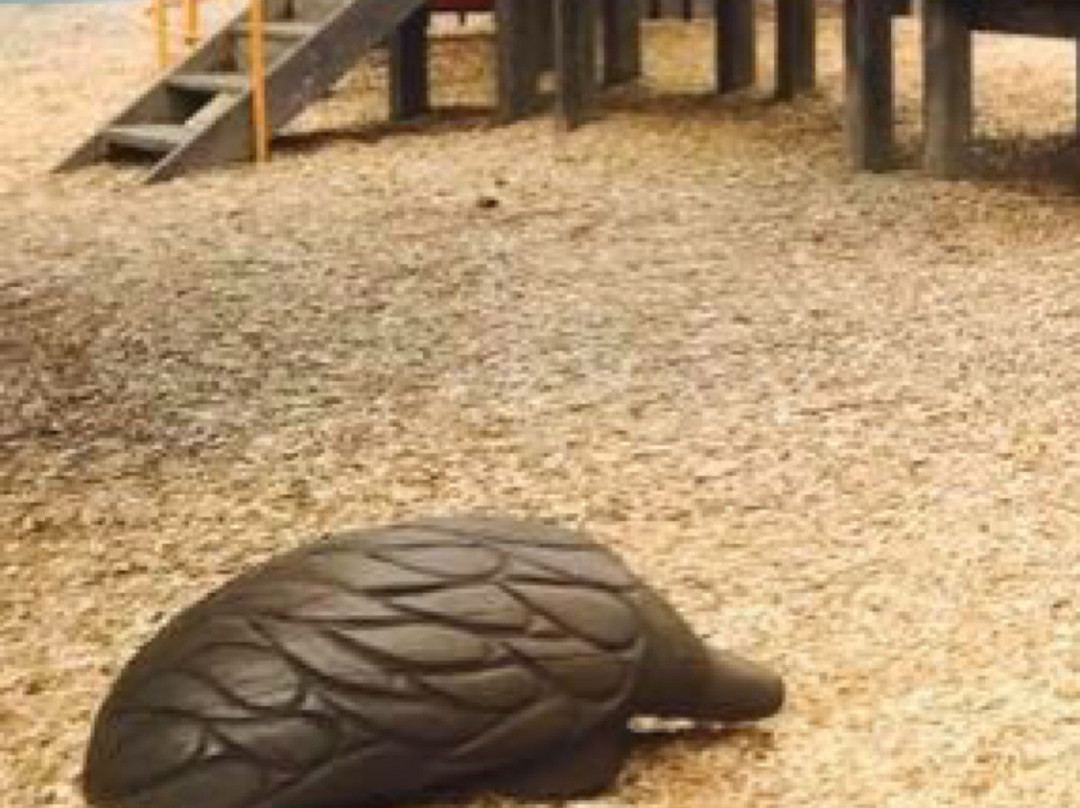 Bob Pettit Reserve-Jan Juc必去景点