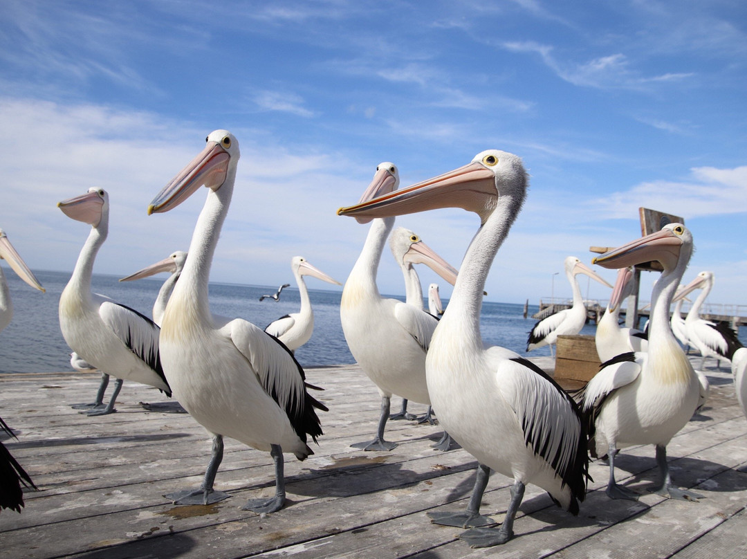 Pelican Feeding景点图片
