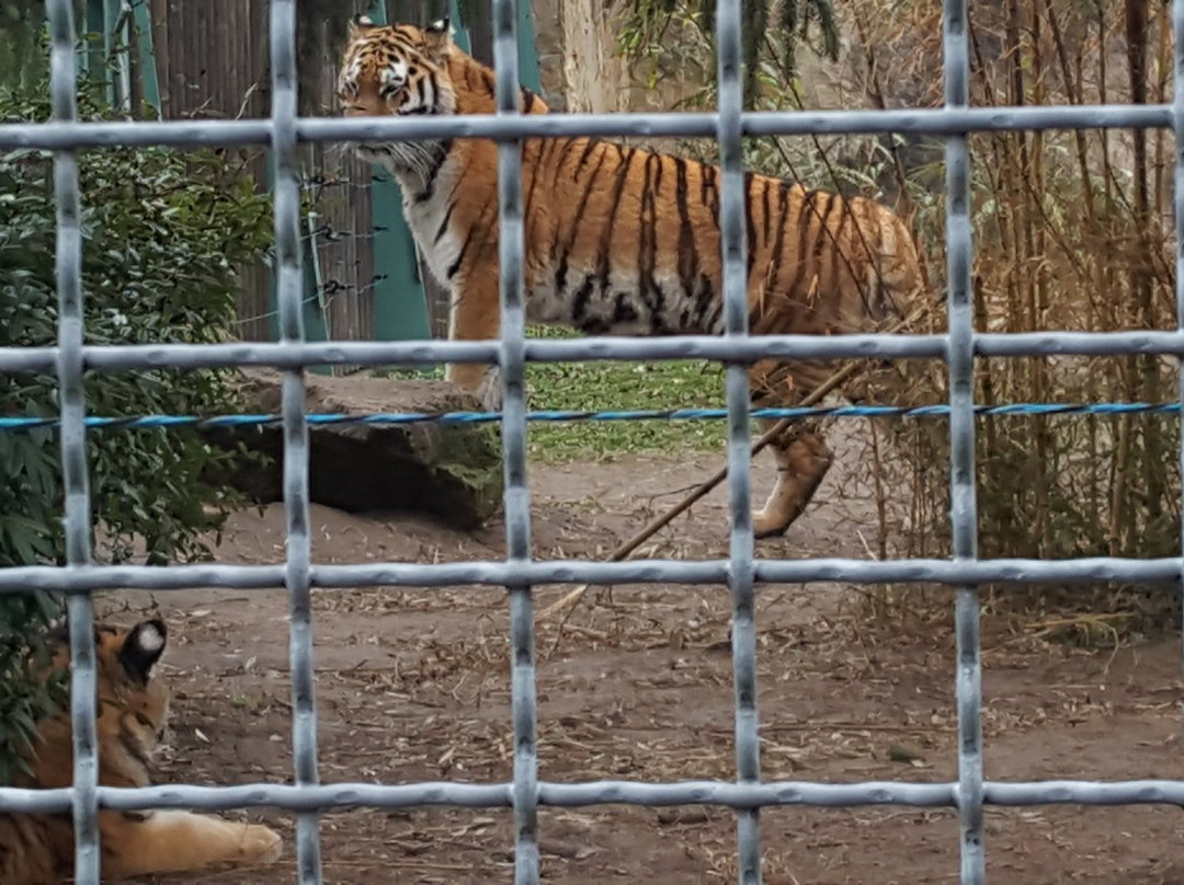 Zoo Debrecen景点图片