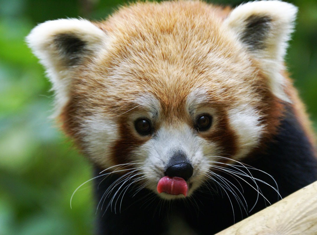 Zoo de Jurques景点图片
