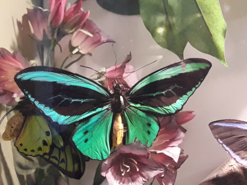 InsectPark景点图片
