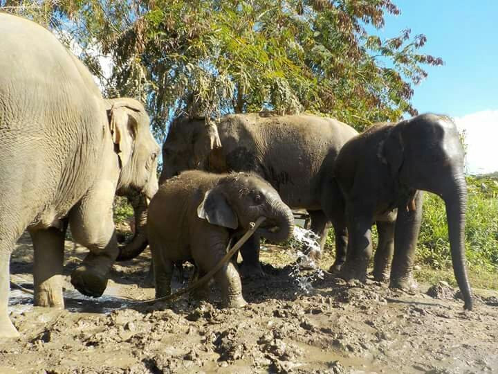 Maeklang Elephant Conservation Community景点图片