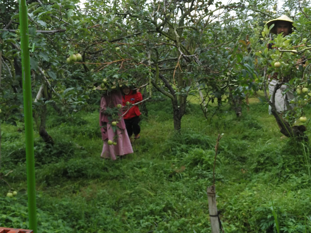 Wisata Petik Apel Makmur Abadi-巴图必去景点