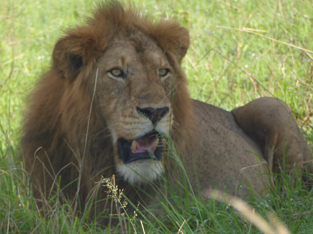Lionking Safaris Limited景点图片