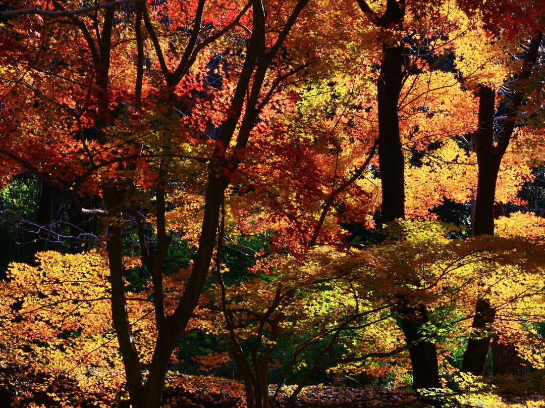 Takasaki Town General Park-都城市必去景点