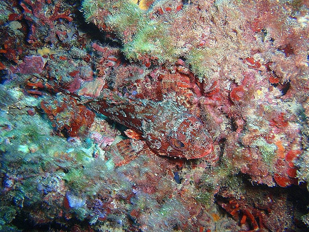 Greenwichdiving - Centro de Buceo-阿尔特阿必去景点