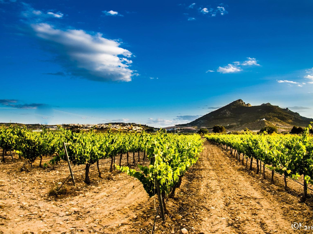 Fontanars dels Aforins旅游景点-Bodegas Arraez
