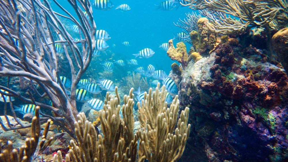 Dive Carriacou-Carriacou Island必去景点