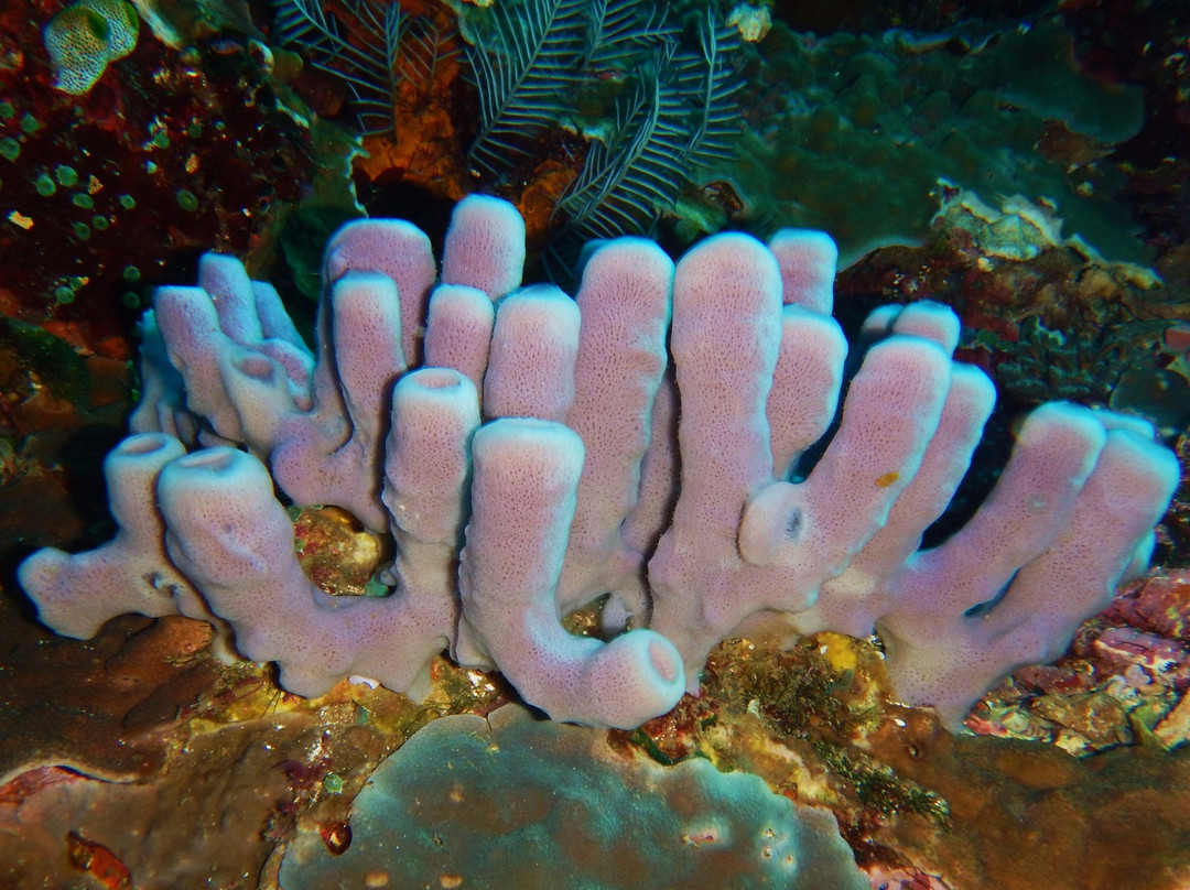 Batu Bolong Reef景点图片