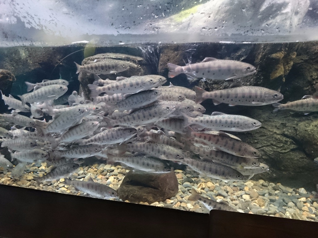 Fuji Yusui no Sato Aquarium景点图片