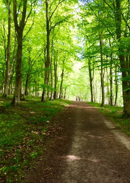 North Downs Way National Trail景点图片