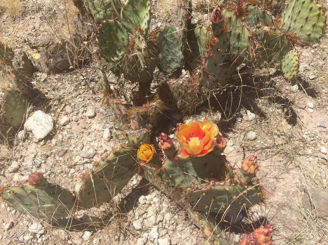 Tortugas Mountain-拉斯克鲁塞斯必去景点