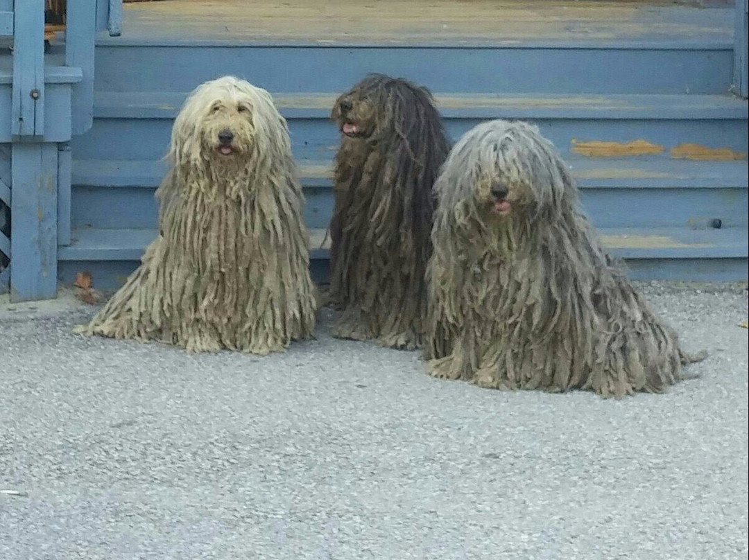 The Quirky Pet-蒙彼利埃必去景点