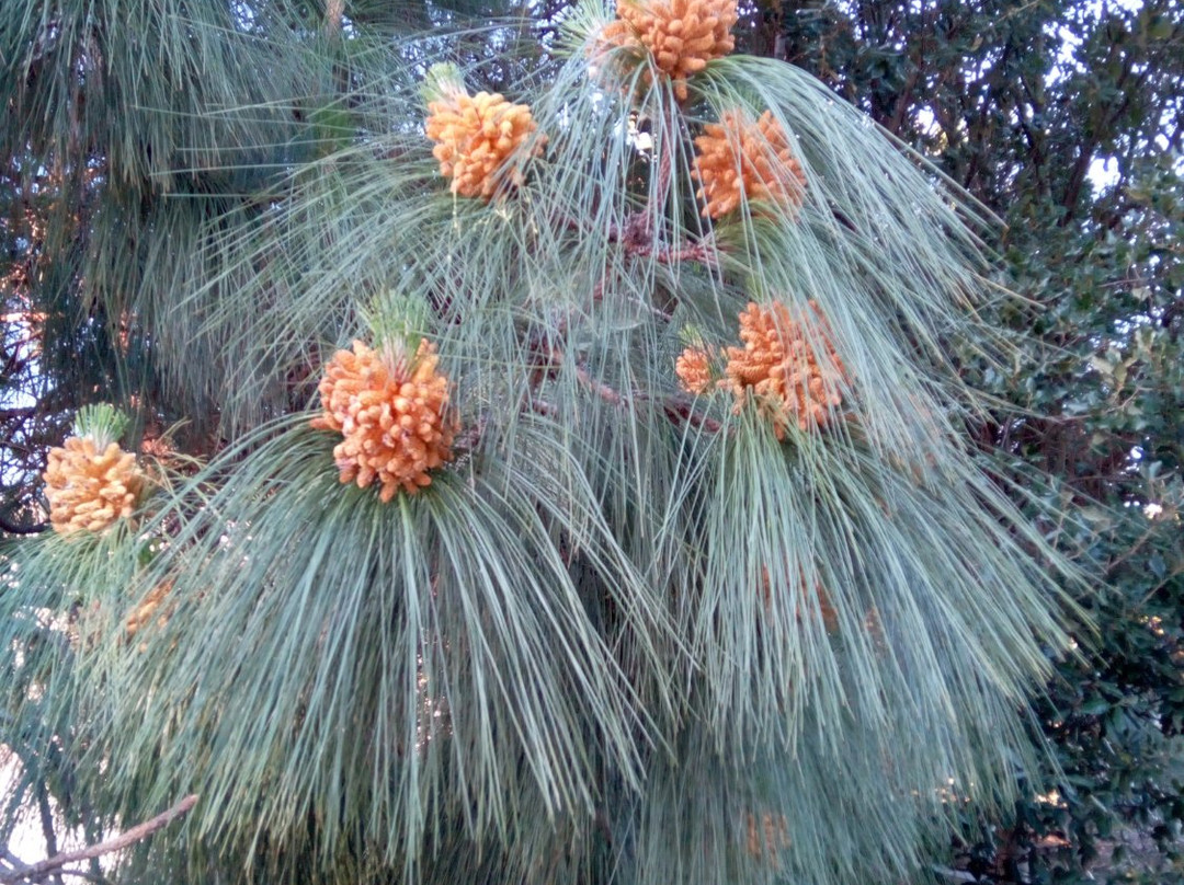 Bayfront Park-密尔布瑞必去景点