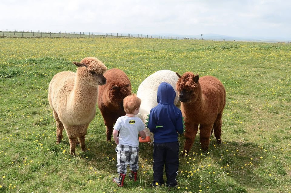 Skate Rumple Orkney Alpacas-Deerness必去景点