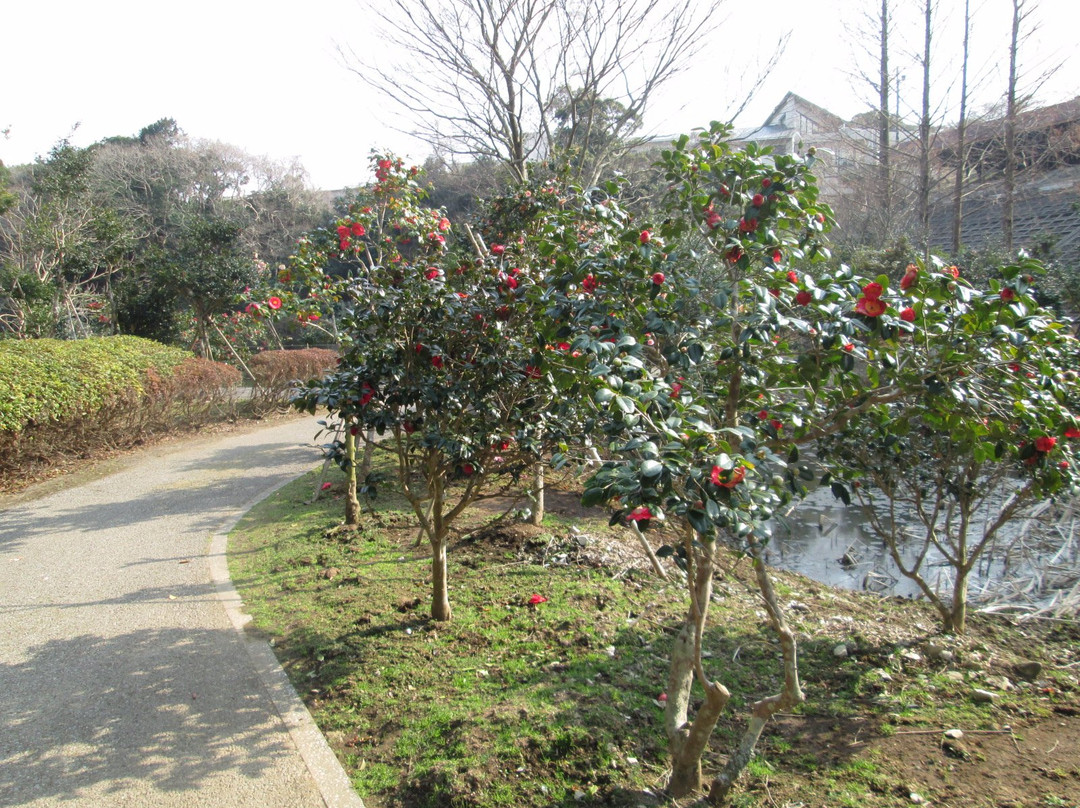 Tsubaki Park-夷隅市必去景点