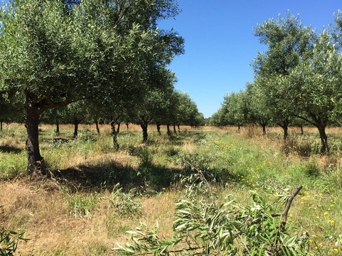 Freshfield Grove-Campania必去景点