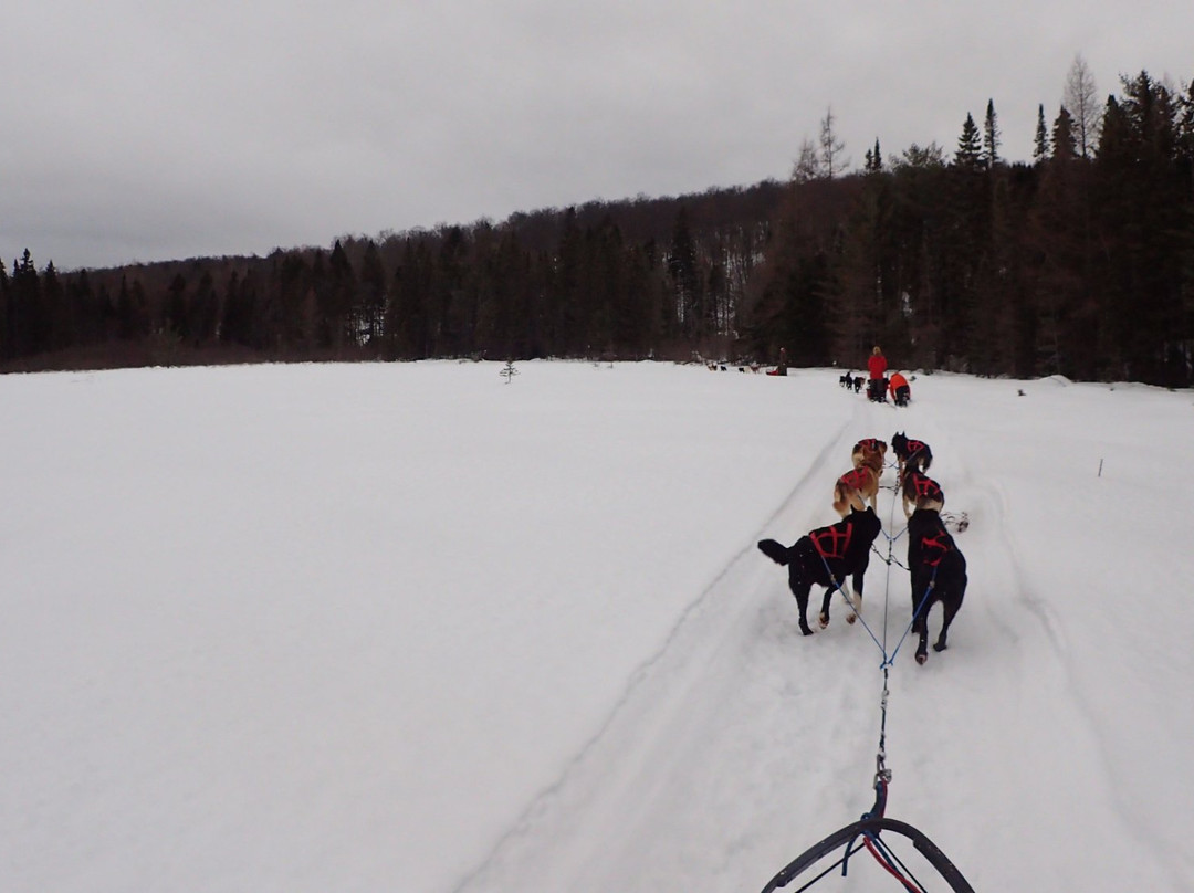Snow Forest Adventures-阿冈昆公园必去景点