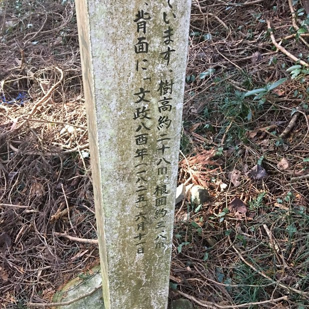 Sankinkotai no Hinoki-阿苏市必去景点