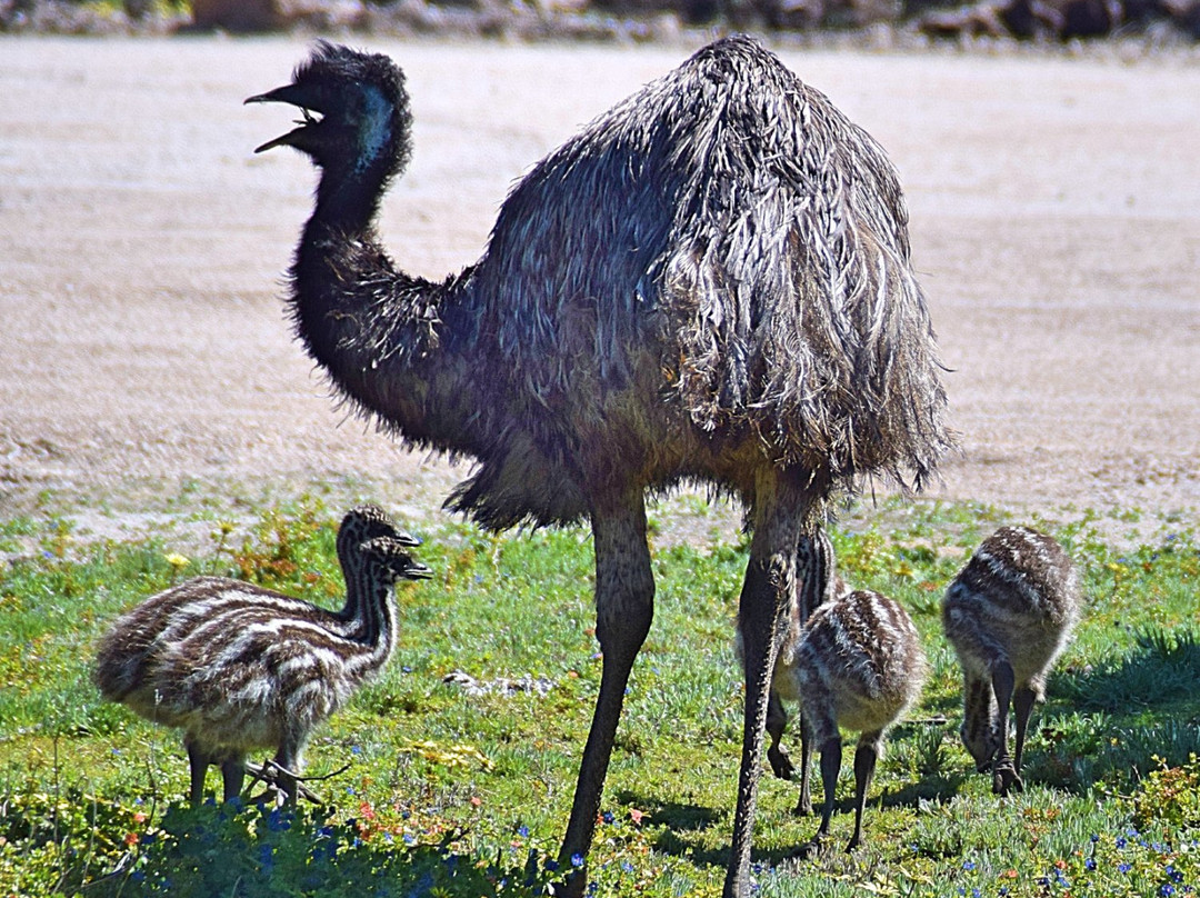 Yangie Bay Hike-哥芬湾必去景点