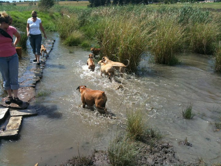 Walkhaven Dog Park-约翰内斯堡必去景点