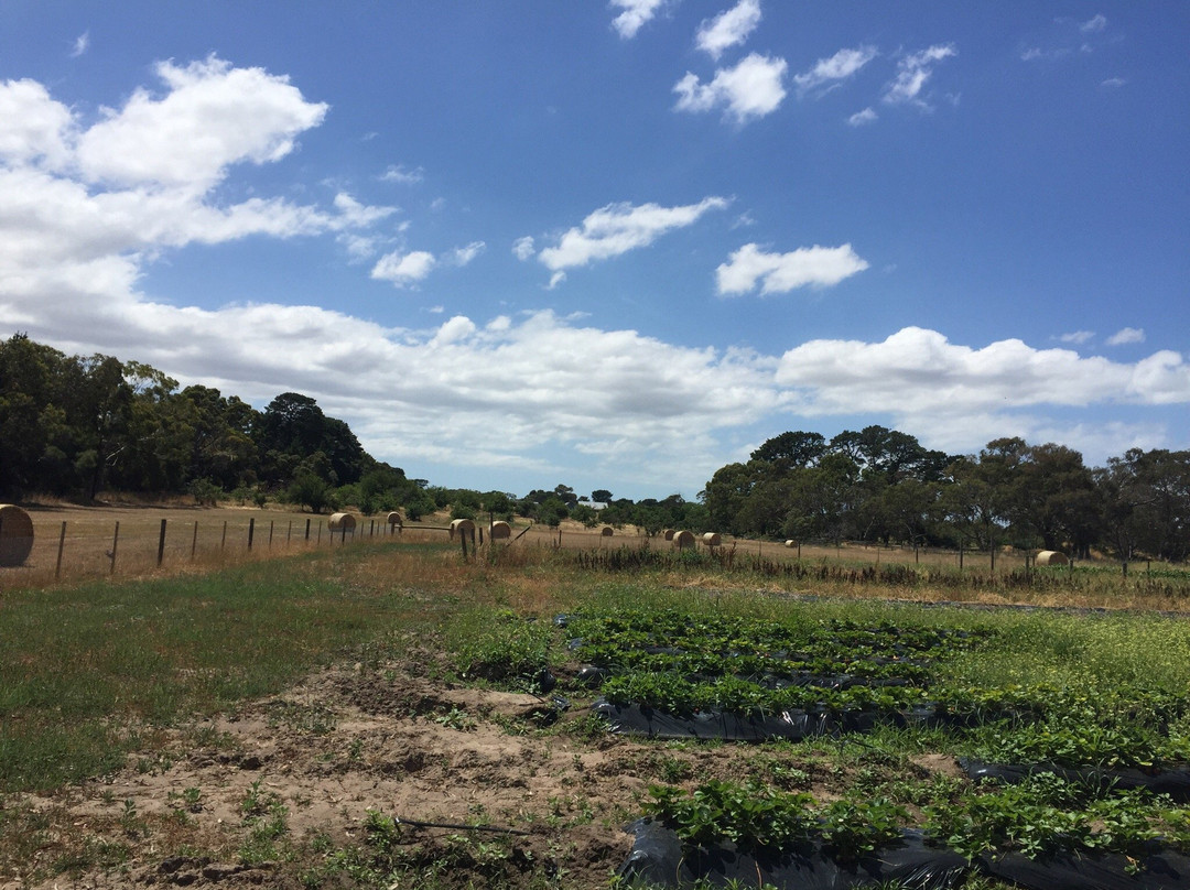 Wallington旅游景点-Lomas Orchards