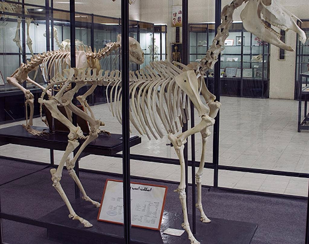 Natural History and Technology Museum of Shiraz-Shiraz必去景点