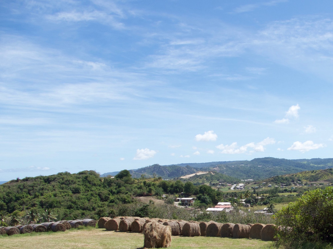 Morgan Lewis旅游攻略图片