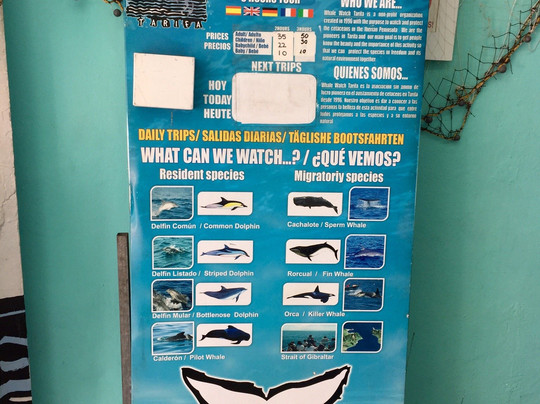 Whale Watch Tarifa-塔里法必去景点