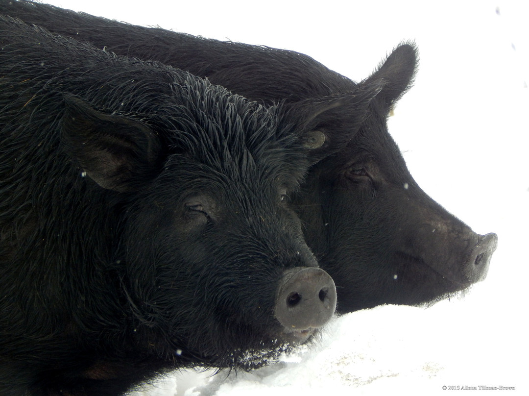 Firefly Farms-北斯托宁顿必去景点