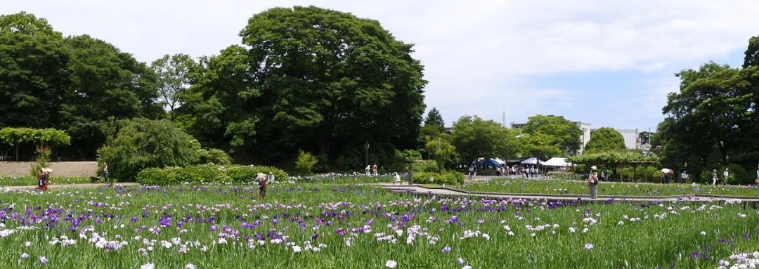 Yokosuka City Iris Flower Garden景点图片