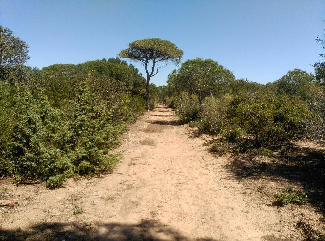 Puerto Real旅游景点-Pinar de la Algaida