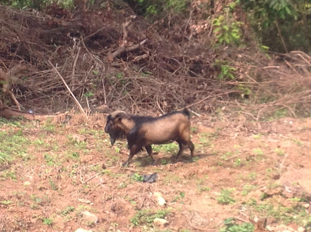 Ban Chan Pottery Village-琅勃拉邦必去景点