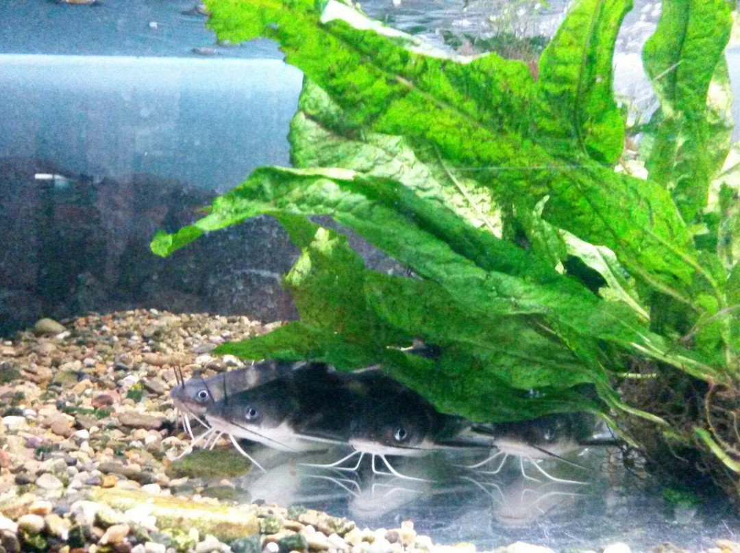 Fishes of Amur River Museum-哈巴罗夫斯克必去景点