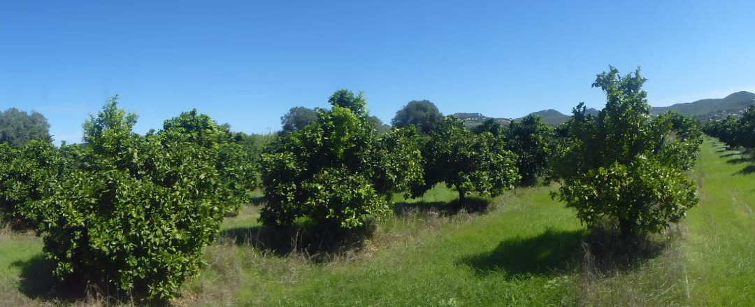 Puig d'en Valls旅游攻略图片