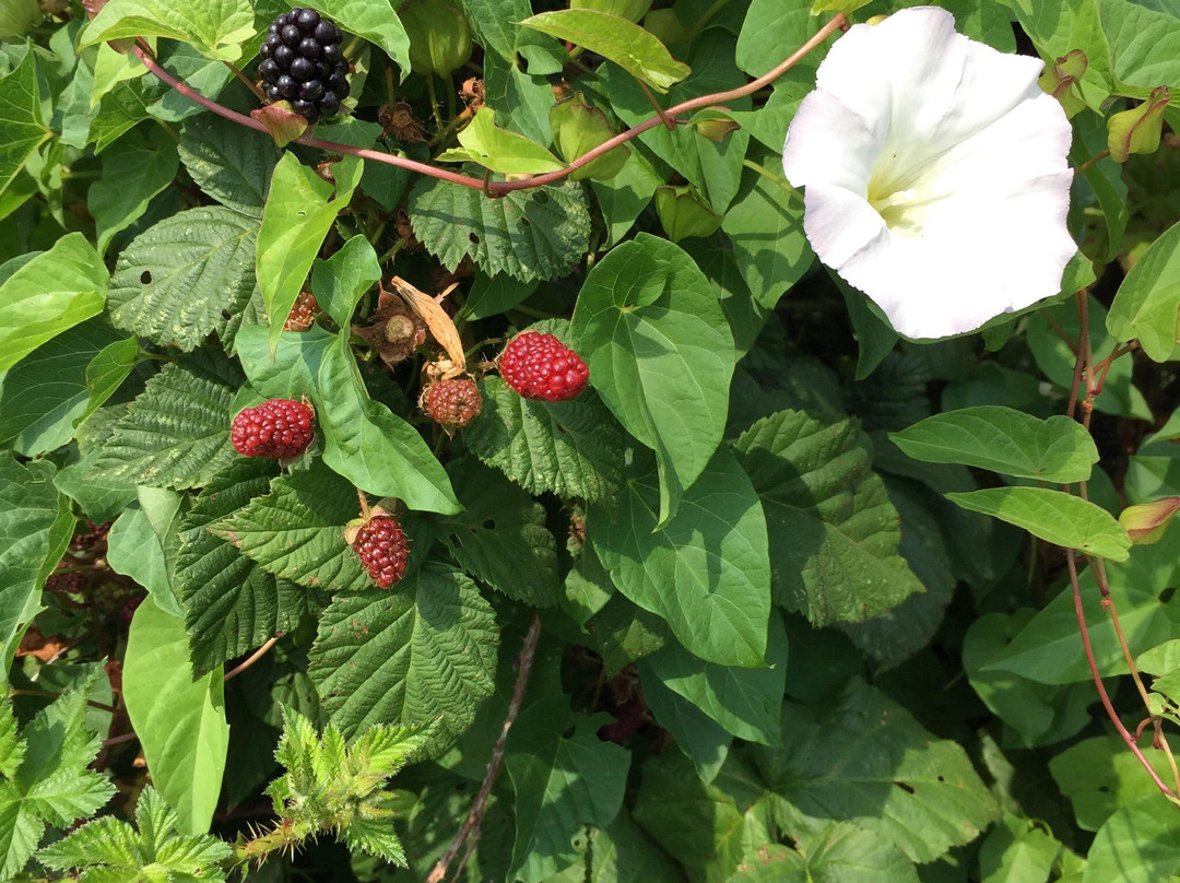 Topaz Farm-波特兰必去景点