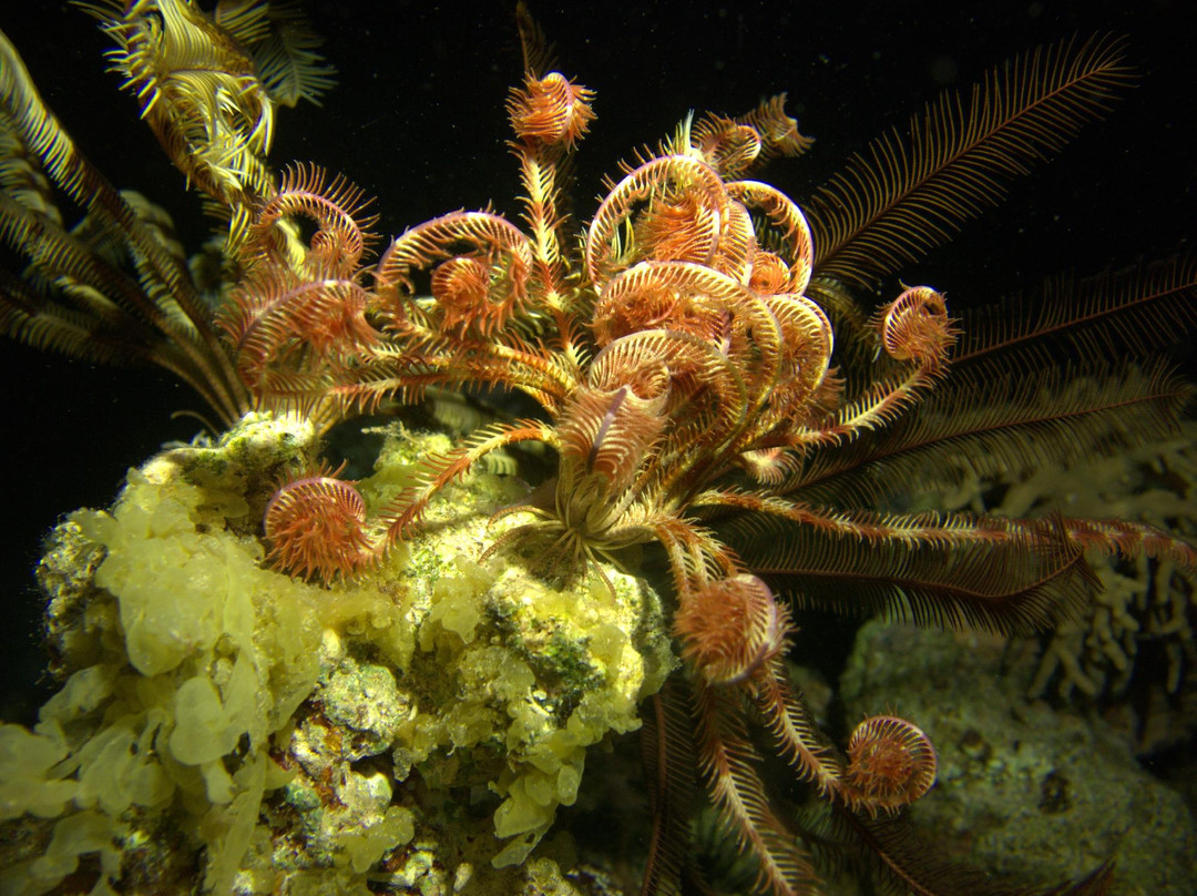 Extra Divers Dahab-达哈卜必去景点