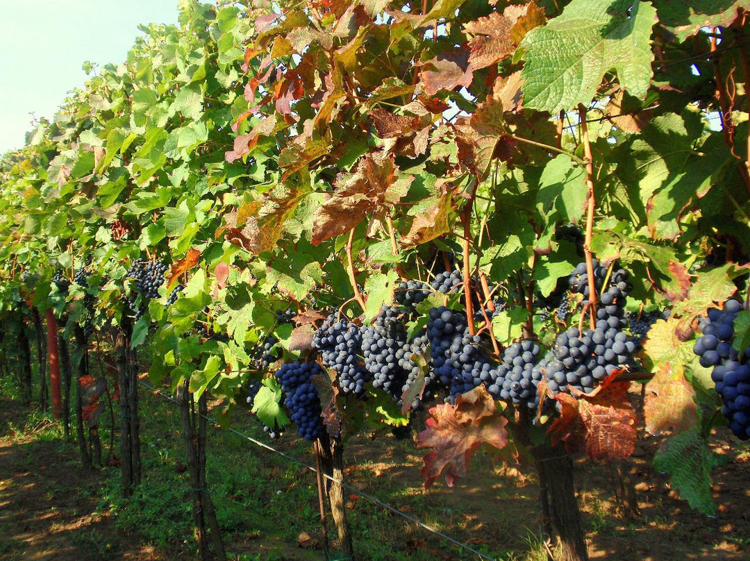 Czech Wine Tour-布拉格必去景点