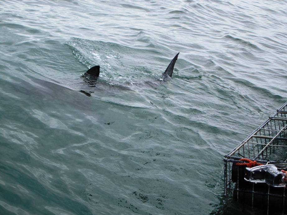 White Shark Projects-干斯拜必去景点