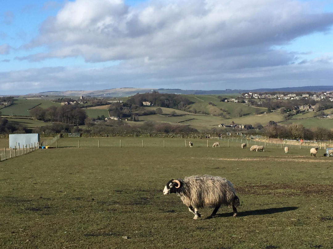 梅菲尔德羊驼馆-谢菲尔德必去景点